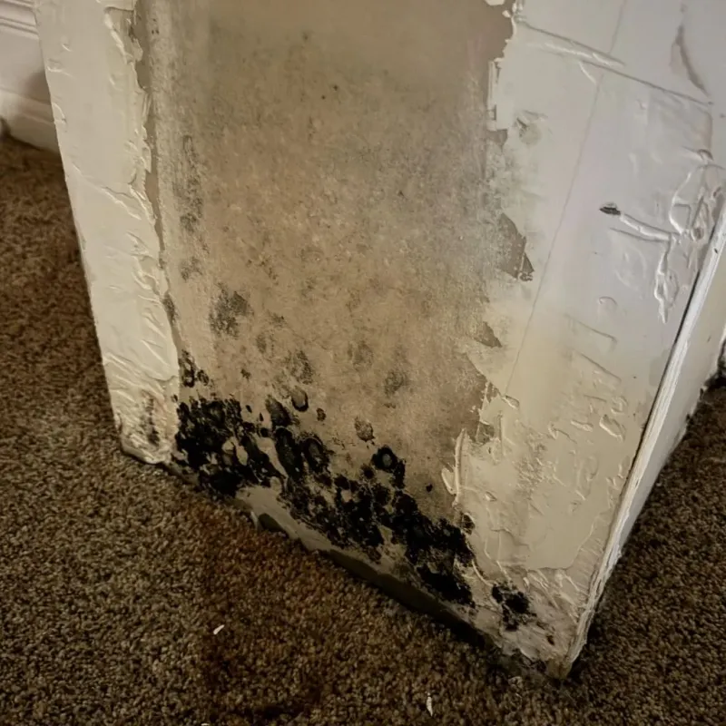 Professional Mold Removal in Woodbine, NJ